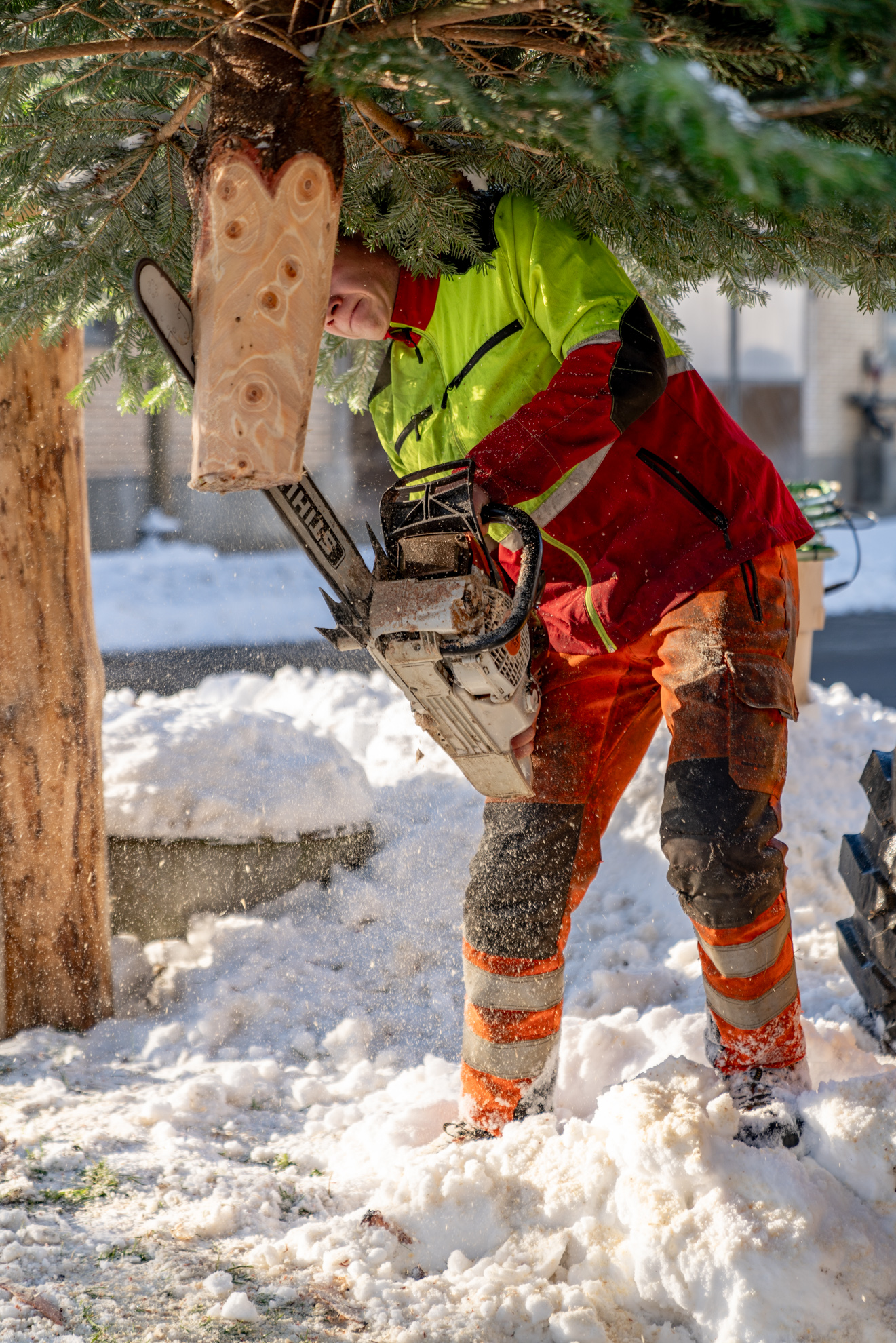 241123_Weihnachtsbaum_aufstellen_046 Weihnachten